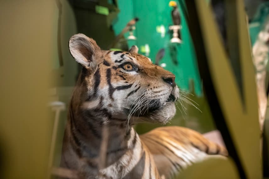 Au Muséum de Bordeaux, la jungle se livre