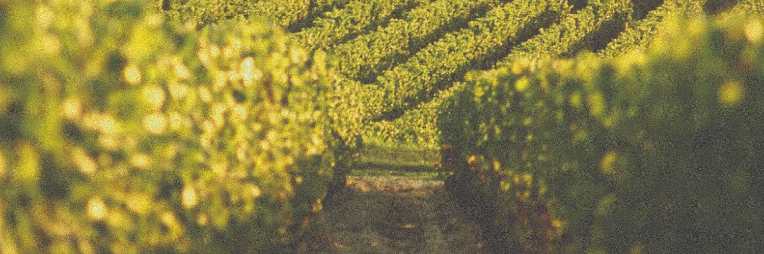 Foire aux vins 2025 : les indispensables
