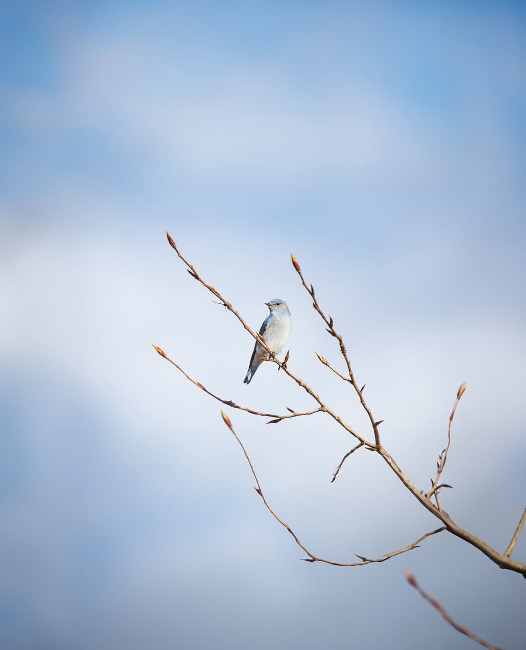 L’Opéra de Bordeaux organise une journée exceptionnelle avec les oiseaux