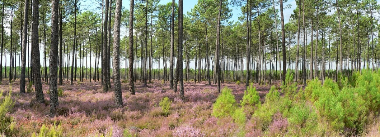 Partir à la découverte des Landes de Gascogne, plus grand massif forestier d’Europe