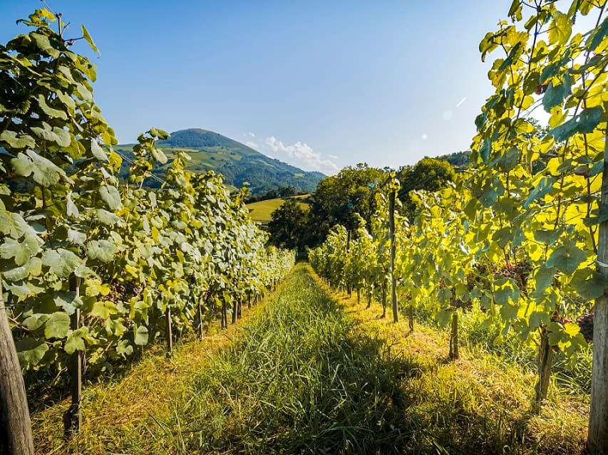 Vin : partir à la découverte des secrets du vignoble d’Irouléguy